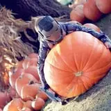Pumpkins & Ponies Festival photo