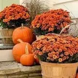 Buxton's Garden Farm & Flower Shop photo