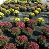 Buxton's Garden Farm & Flower Shop photo