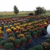 Buxton's Garden Farm & Flower Shop photo