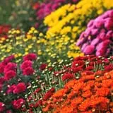 Buxton's Garden Farm & Flower Shop photo