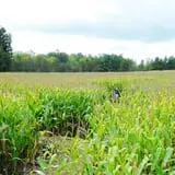 Maybury Farm Corn Maze & Pumpkin Festival photo