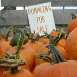 Maybury Farm Corn Maze & Pumpkin Festival photo