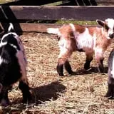 Maybury Farm Corn Maze & Pumpkin Festival photo