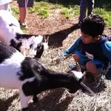 Maybury Farm Corn Maze & Pumpkin Festival photo