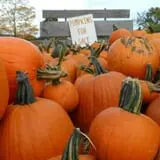 Maybury Farm Corn Maze & Pumpkin Festival photo