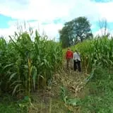 Maybury Farm Corn Maze & Pumpkin Festival photo