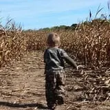 Maybury Farm Corn Maze & Pumpkin Festival photo