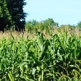 Maybury Farm Corn Maze & Pumpkin Festival photo
