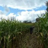 Maybury Farm Corn Maze & Pumpkin Festival photo