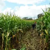 Maybury Farm Corn Maze & Pumpkin Festival photo