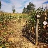 Maybury Farm Corn Maze & Pumpkin Festival photo