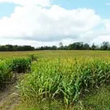 Maybury Farm Corn Maze & Pumpkin Festival photo