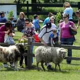 Maybury Farm Corn Maze & Pumpkin Festival photo