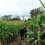 Maybury Farm Corn Maze & Pumpkin Festival photo