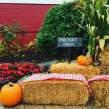 Maybury Farm Corn Maze & Pumpkin Festival photo