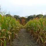Maybury Farm Corn Maze & Pumpkin Festival photo