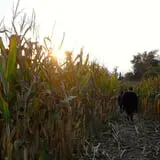 Maybury Farm Corn Maze & Pumpkin Festival photo