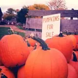 Maybury Farm Corn Maze & Pumpkin Festival photo