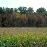 Maybury Farm Corn Maze & Pumpkin Festival photo