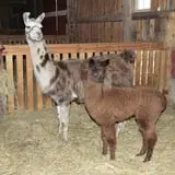 Maybury Farm Corn Maze & Pumpkin Festival photo