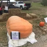 Jacob’s Farm & Corn Maze photo