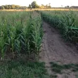 Jacob’s Farm & Corn Maze photo