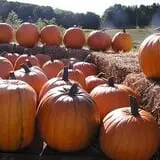 Jacob’s Farm & Corn Maze photo