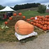 Jacob’s Farm & Corn Maze photo