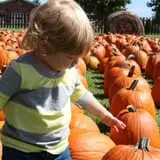 Boyd Orchards photo
