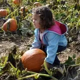Boyd Orchards photo