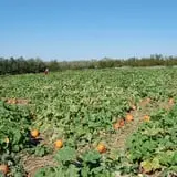 Boyd Orchards photo