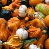 Cheeseman Farm Pumpkin Festival photo