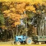 Cheeseman Farm Pumpkin Festival photo