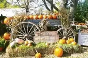 Clark Farm Pumpkin Patch