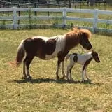 Iron Kettle Farm photo
