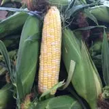 Iron Kettle Farm photo