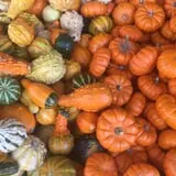 Johansen Farms Children's Zoo, Pumpkin Patch & Fall Festival photo