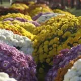 Johansen Farms Children's Zoo, Pumpkin Patch & Fall Festival photo
