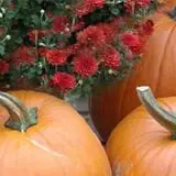 Johansen Farms Children's Zoo, Pumpkin Patch & Fall Festival photo