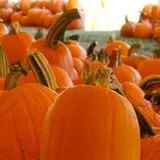 Johansen Farms Children's Zoo, Pumpkin Patch & Fall Festival photo