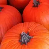 Johansen Farms Children's Zoo, Pumpkin Patch & Fall Festival photo