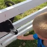 Johansen Farms Children's Zoo, Pumpkin Patch & Fall Festival photo