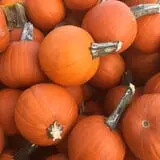 Johansen Farms Children's Zoo, Pumpkin Patch & Fall Festival photo