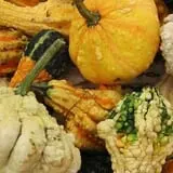 Johansen Farms Children's Zoo, Pumpkin Patch & Fall Festival photo