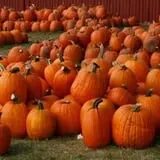 Johansen Farms Children's Zoo, Pumpkin Patch & Fall Festival photo