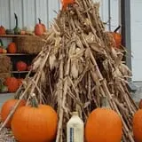 Hildebrand Farms Dairy Harvest Festival photo