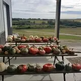 Hildebrand Farms Dairy Harvest Festival photo