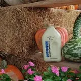 Hildebrand Farms Dairy Harvest Festival photo