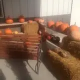 Hildebrand Farms Dairy Harvest Festival photo